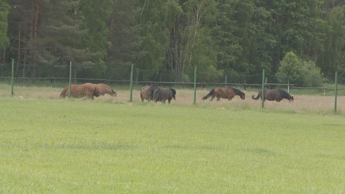 Głos w sprawie koni