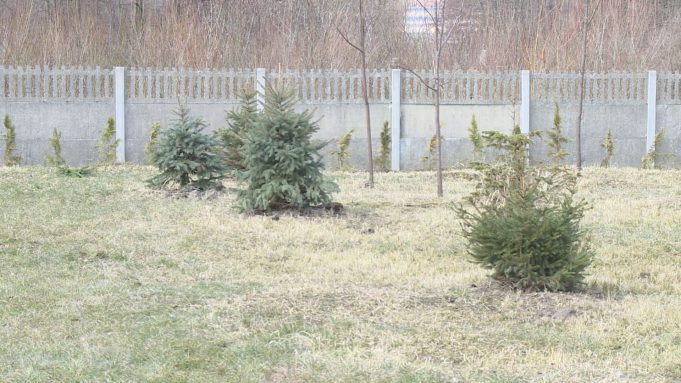 Drzewka posadzone – będzie cień i ochrona przed wiatrem