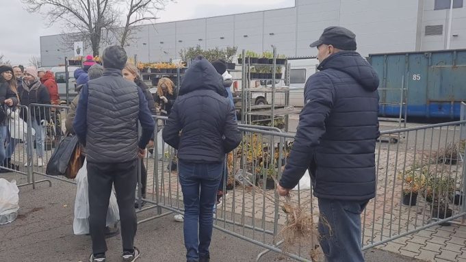Makulatura zebrana, sadzonki rozdane