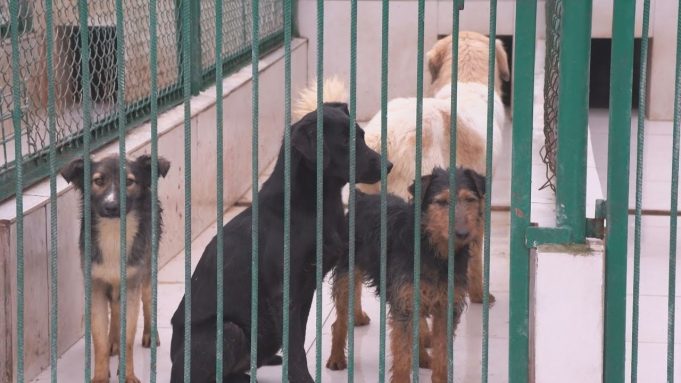 Adopcje wstrzymane