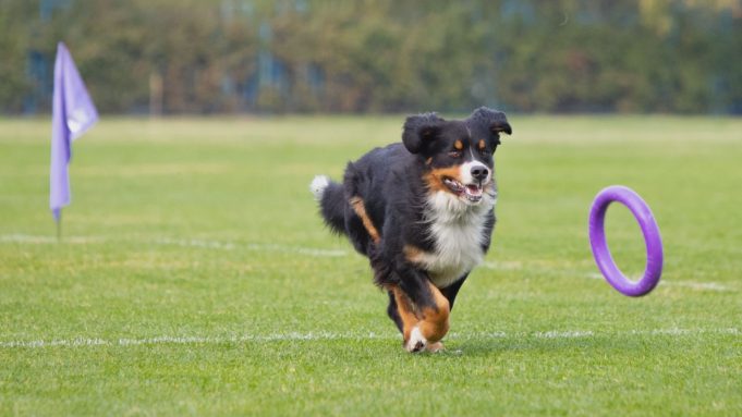 Ekologiczny park dla psów