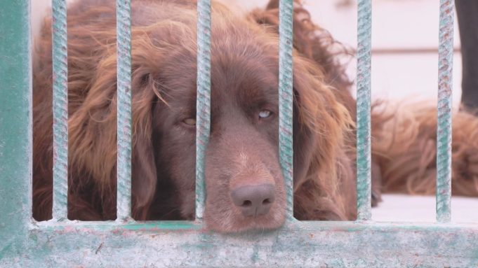 PSYtulaki ze schroniskowej paki