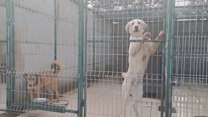 Jak przygotować zwierzęta do nocy sylwestrowej