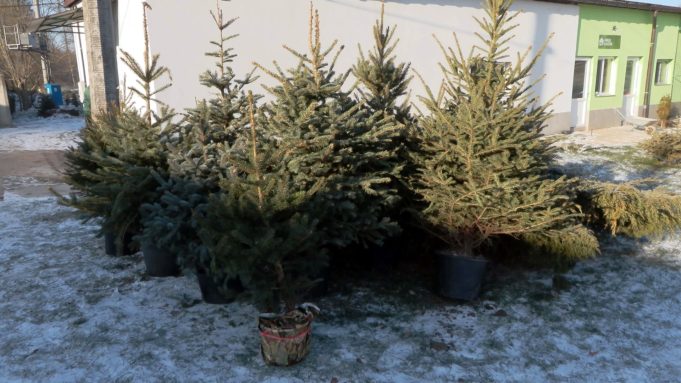 Daj choince drugie życie