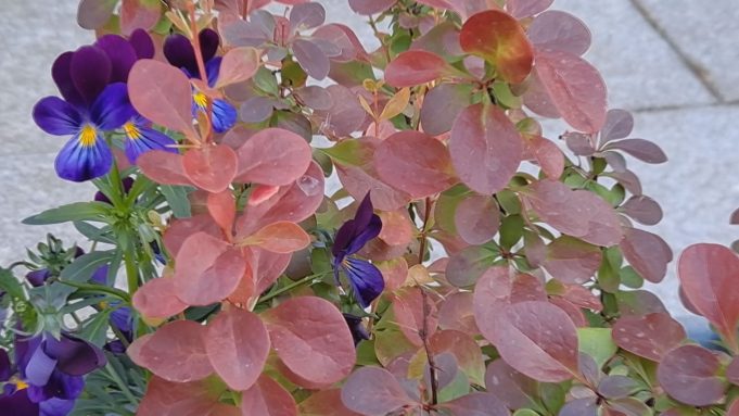 Warsztaty ogrodnicze