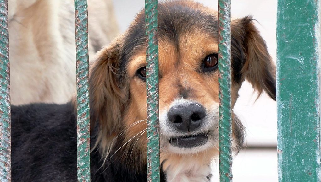 Trwa Tydzień Adopcji
