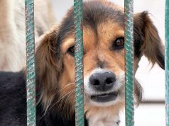 Trwa Tydzień Adopcji
