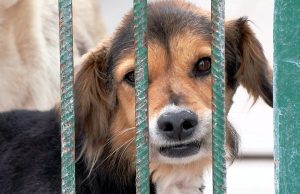 Trwa Tydzień Adopcji