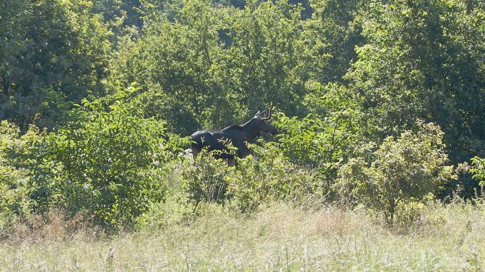 Wąż, pająk a nawet łoś