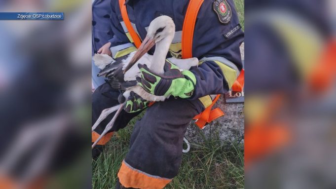 Skrzydlaty symbol wiosny uratowany przez OSP Łobudzice