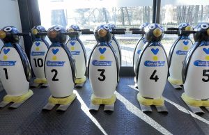 Nieśmiali na lodzie? Pomogą miejskie pingwiny