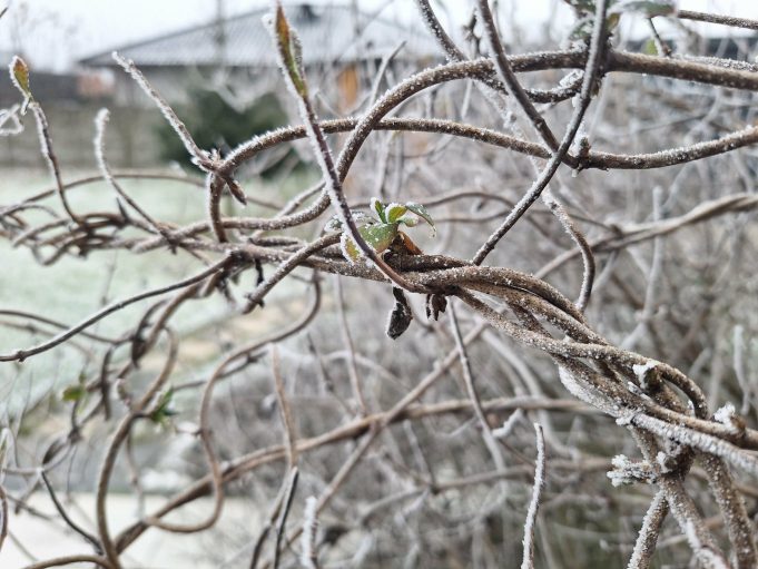 pogoda, mróz, IMGW 2