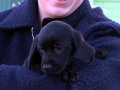 To one skradły ich serca