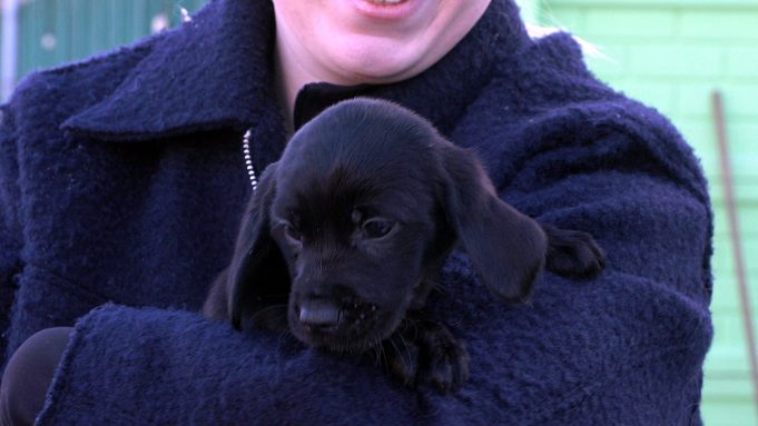 To one skradły ich serca