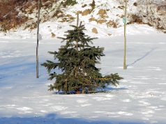 Dokąd z choinką po świętach?
