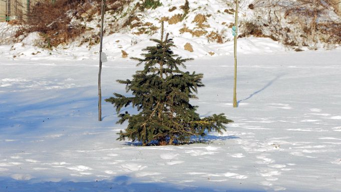 Dokąd z choinką po świętach?