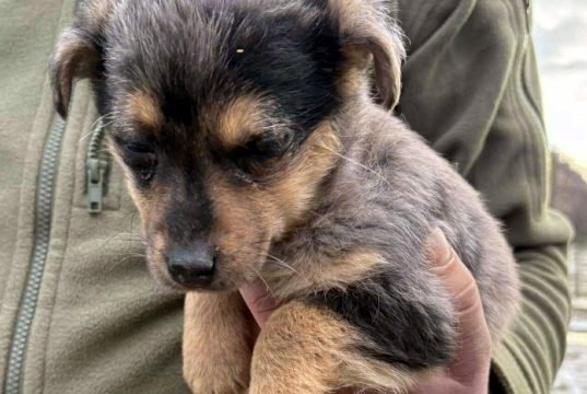 Bezpieczna, choć na kwarantannie. Suczka z kontenera zaczyna nowe życie