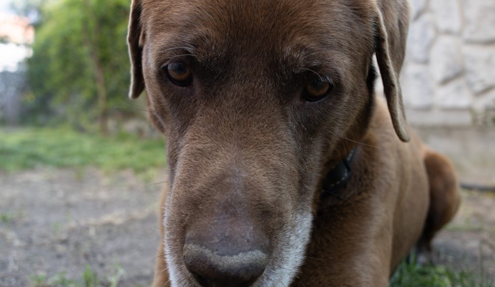 Pieniądze na działania związane z przeciwdziałaniem bezdomności zwierząt