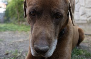 Pieniądze na działania związane z przeciwdziałaniem bezdomności zwierząt