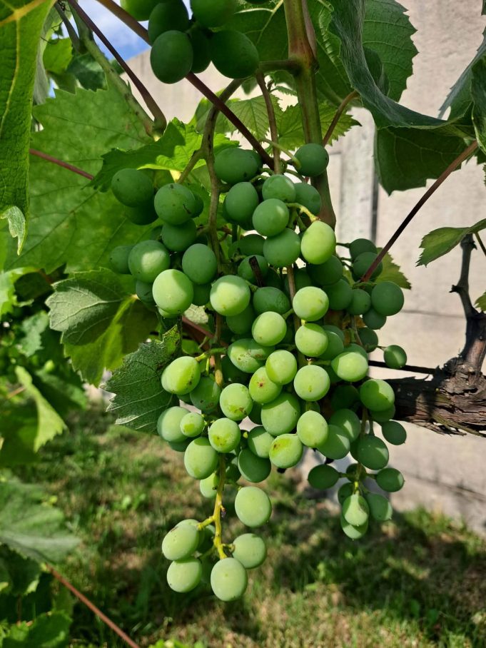 winogrona, upał, 2026