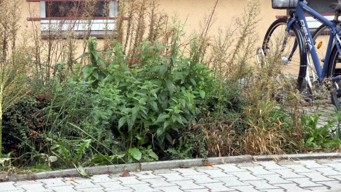 Chwasty rosną w najlepsze, mieszkańcy czekają na porządki