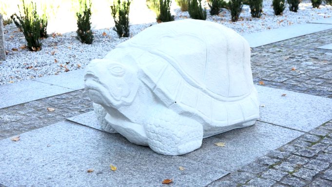 żółw, 2026