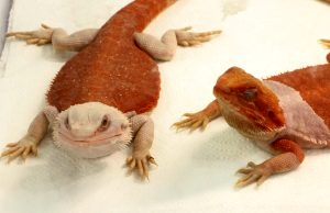 DragonExpo gościło w Bełchatowie
